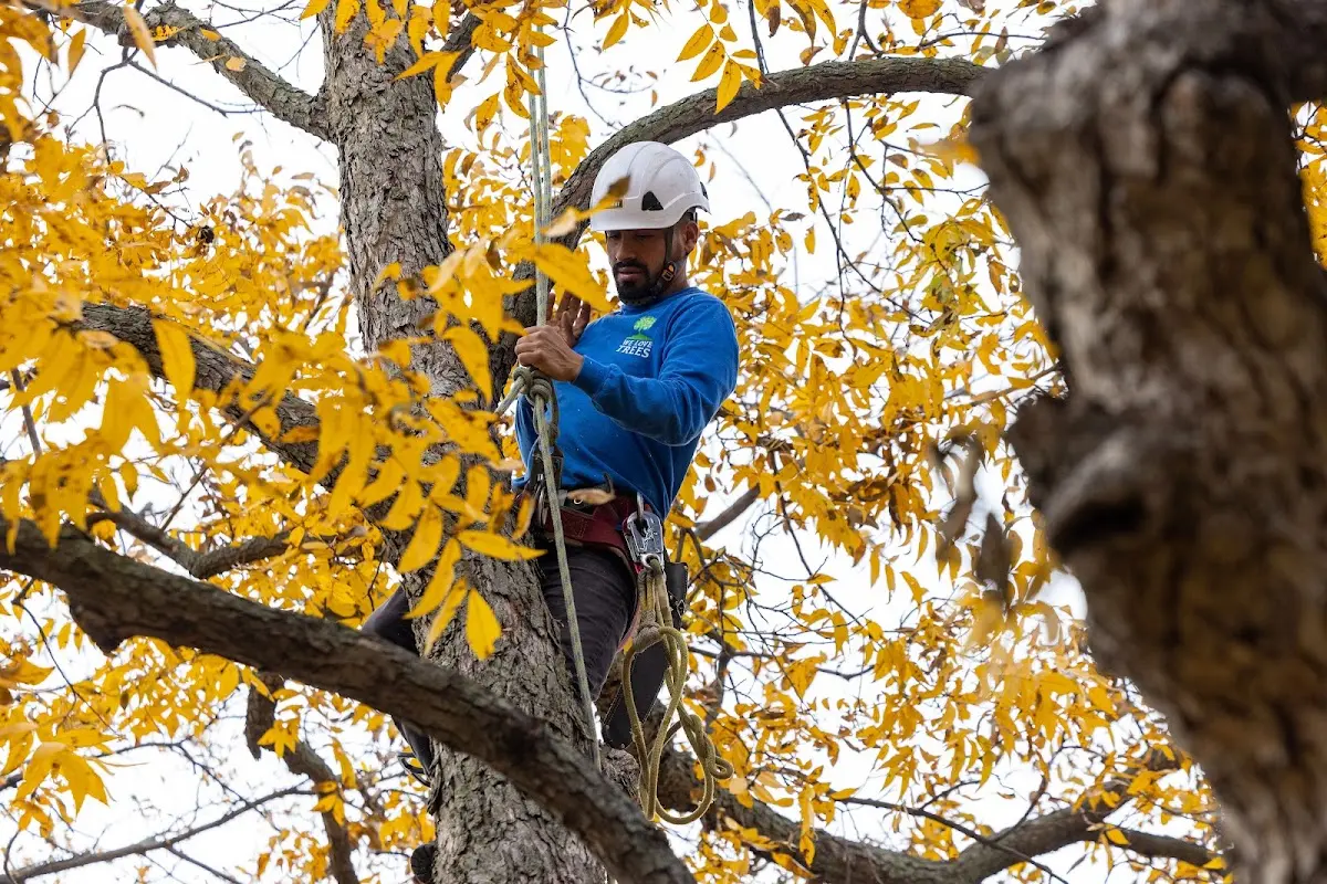 Skilled Storm Damage Cleanup crew working in Lemoyne