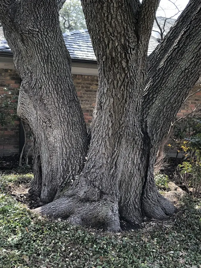 Mature heritage tree close to a Lemoyne property cared for by certified arborists